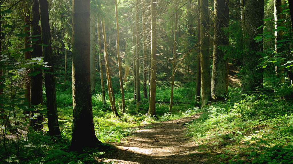 Weg führt durch einen Nadelwald